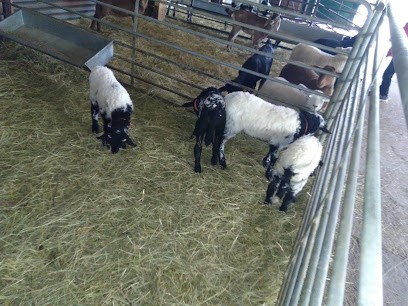 Badin Jean-Pierre, Boucherie à Courlaoux