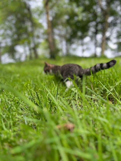 Artisans Bouchers, Boucherie à Cholet