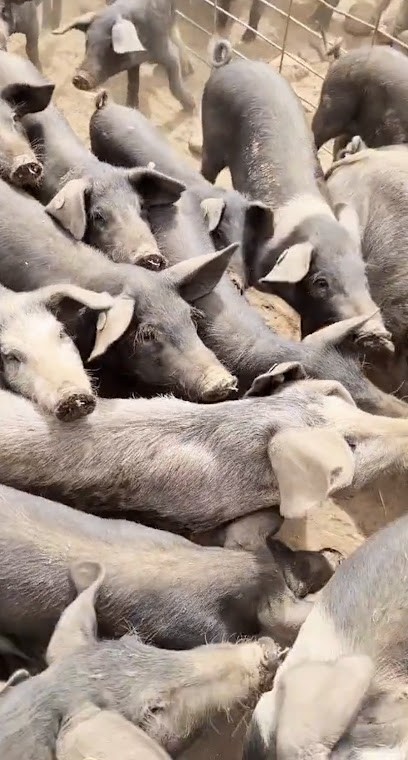 Charcuterie Vergiavona AOP - Versini, Charcuterie à Ucciani