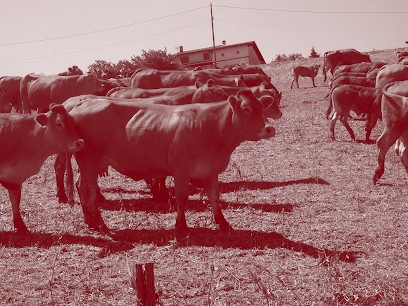 Le Billot, Boucherie à Saint-Alban