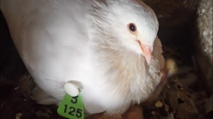 Les Pigeons De La Métairie, Boucherie à Cours
