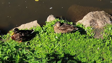 Boucherie Ott, Boucherie à Diemeringen