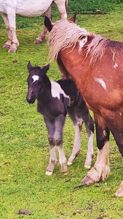 Les Etablissements Maurat, Boucherie à Foix