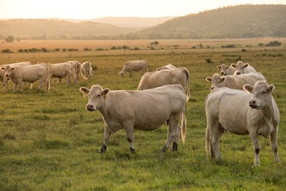 Boucherie Charcuterie Traiteur Vincent Job, Boucherie à L'Isle-sur-le-Doubs