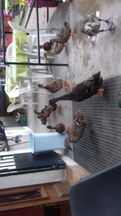 BUCHINGER, Boucherie à Schiltigheim