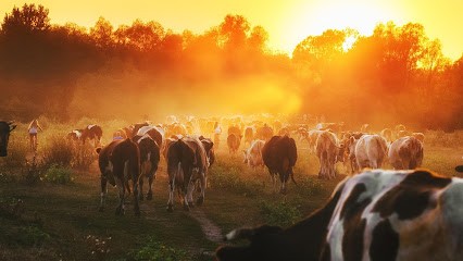 FERME CISSACAISE, Charcuterie à Cissac-Médoc