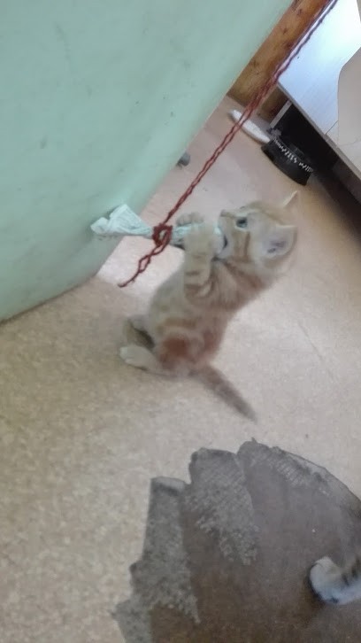 Boucherie, Boucherie à Neuvéglise-sur-Truyère