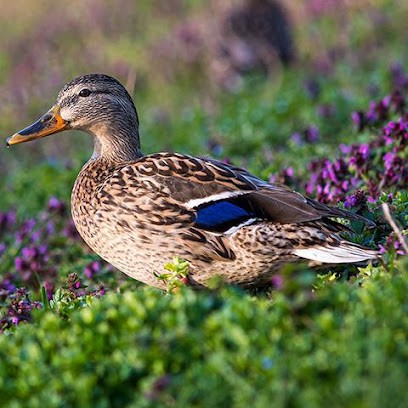 GAEC LES DEUX FRERES, Charcuterie à Lespugue